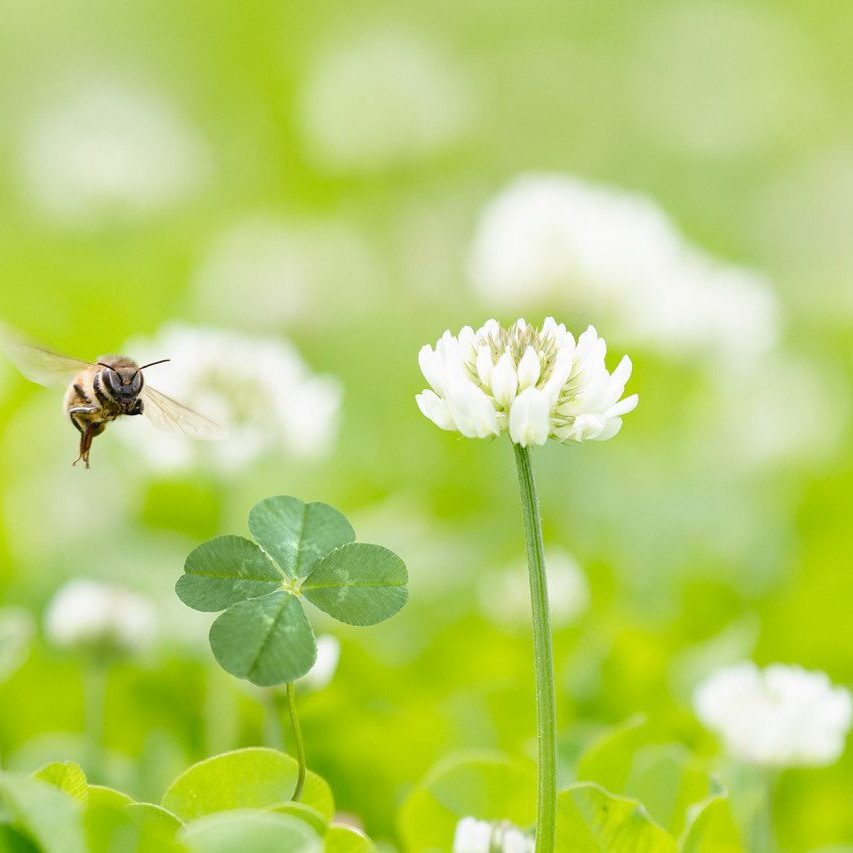 shutterstock_1852529248